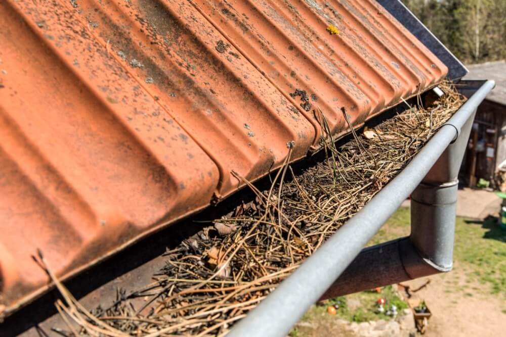 Gutters full of debris needing to be cleaned. Roof gutter clogged with pine needles and debris.